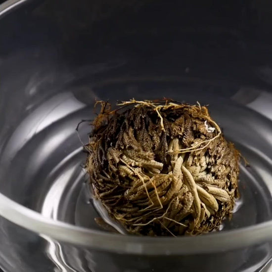 Rose of Jericho Flower